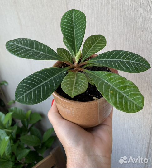 Растения пакетом