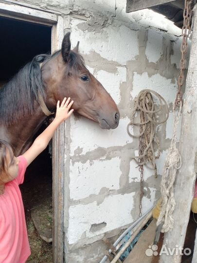 Кобылы, бараны