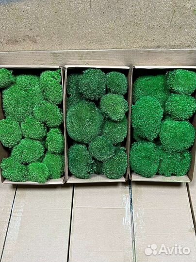 Мох ягель, пласт, кочка, фито панели