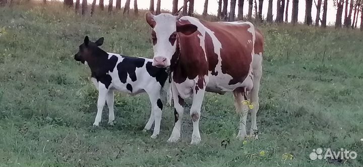 Домашняя корова с тёлочкой