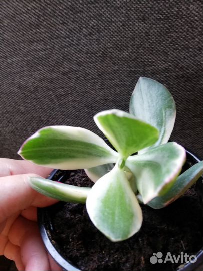 Комнатные растения, редкие и сортовые