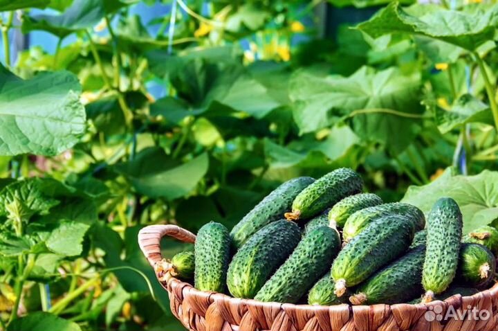 Капельная лента zelna (урожайная)