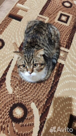 Кот бесплатно