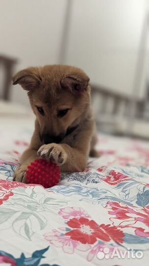 Щенок девочка 3 мес в дар
