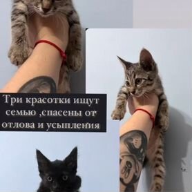 Котята