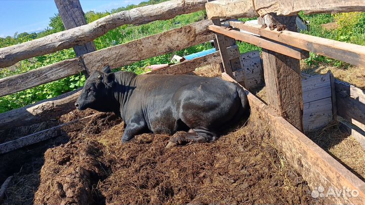 Быки на племя