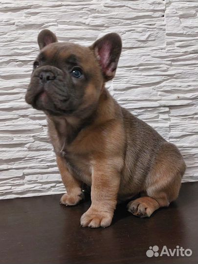 Французский бульдог