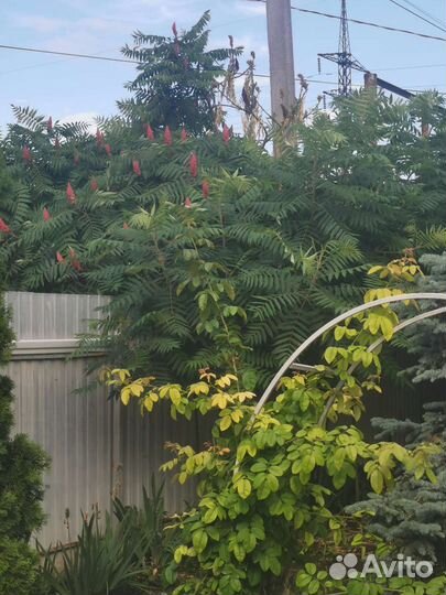 Саженцы сумах оленерогий или уксусное дерево