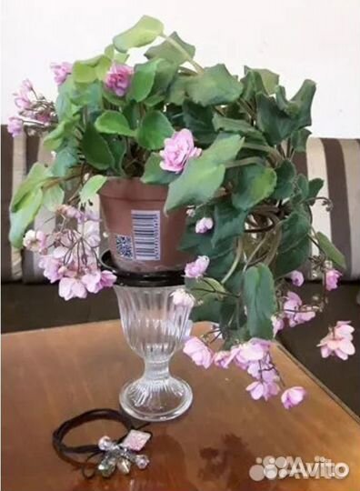 Фиалка ампельная, Kissaway Trail