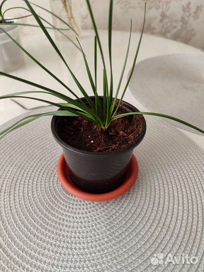 Зефирантес белый