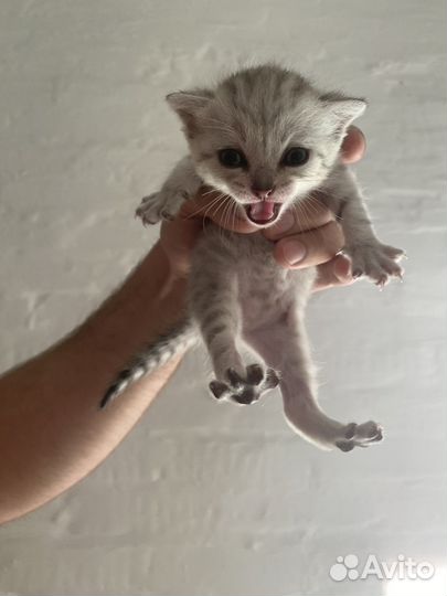 Шотландская котята
