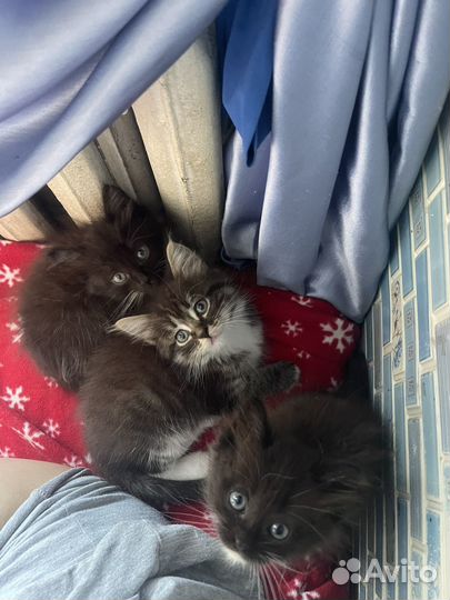 Котята