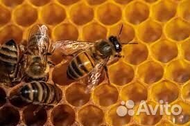 Отдам пчёл
