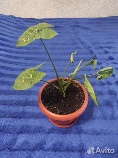 Сингониум Панда