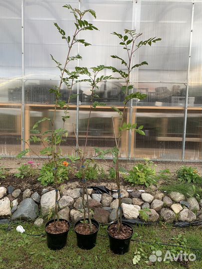 Рябина алая сладкоплодная