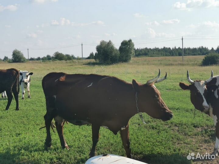 Продам дойных коров