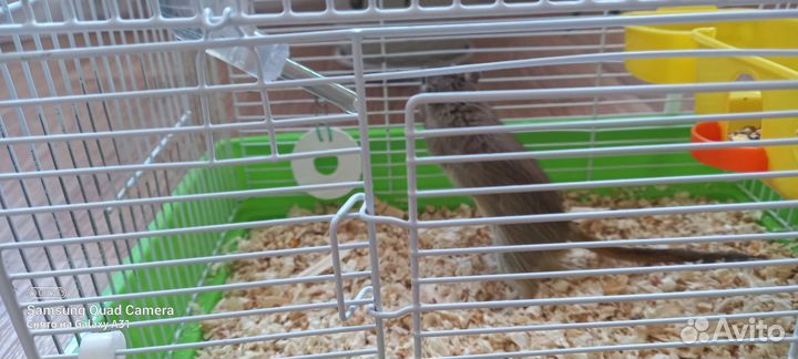 Мышь песчанка