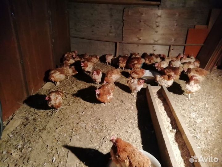Куры несушки ломан браун