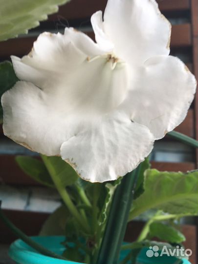 Глоксиния свежесрезаные листочки