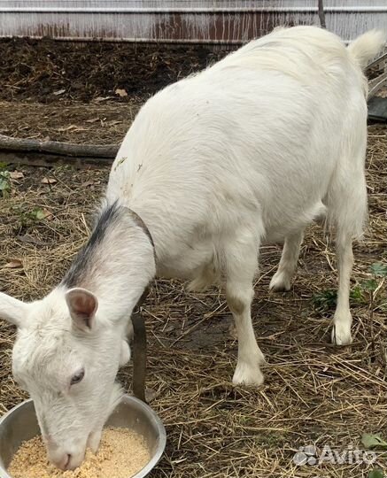 Козы заанинской породы