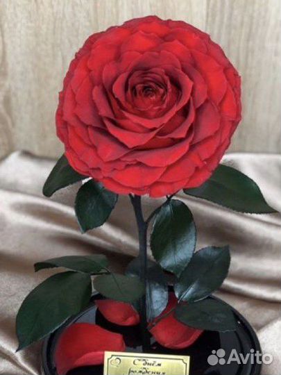 Роза в колбе