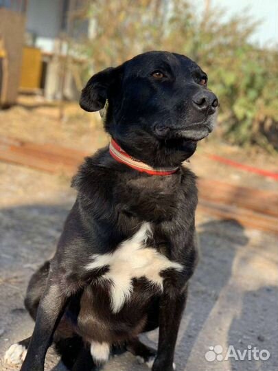 Пёс на охрану, кобель для охраны