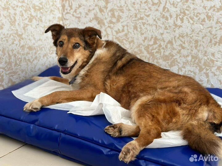 Старушка из приюта попала в беду