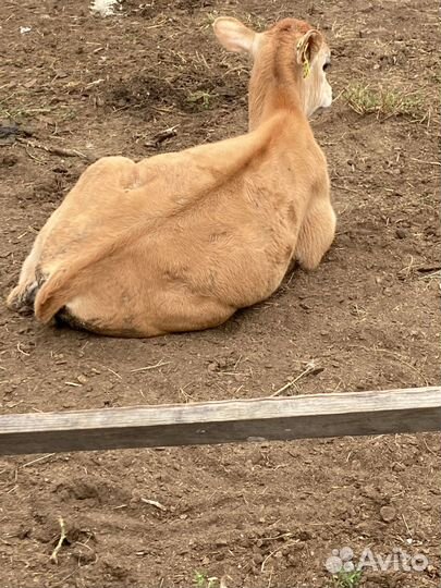 Продаются бычки