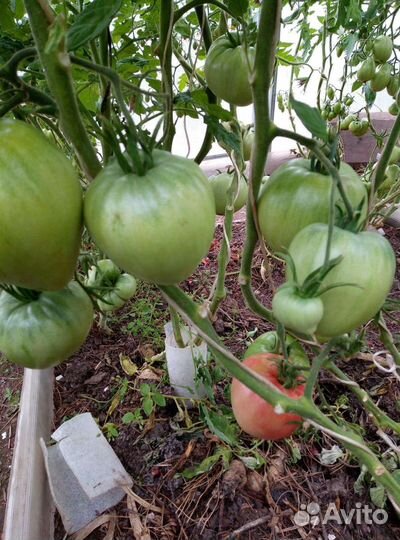 Семена минусинских томатов коллекция 23 сорта
