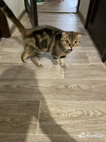 Шотландская вислоухая кошка бесплатно