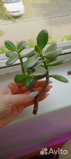 Толстянка денежное дерево