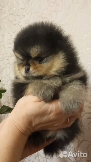 Померанский шпиц мини