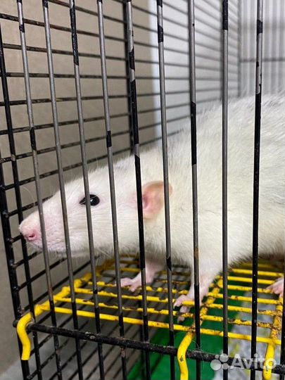 Крыса, крысята Дамбо в добрые руки с клеткой