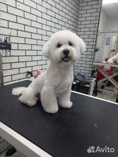 Груминг, стрижка собак и кошек