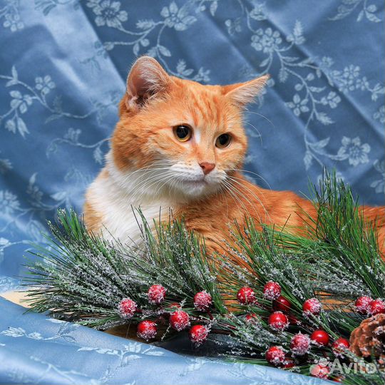 Кошка рыжая с белой грудкой