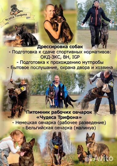 Спортивная дрессировка собак