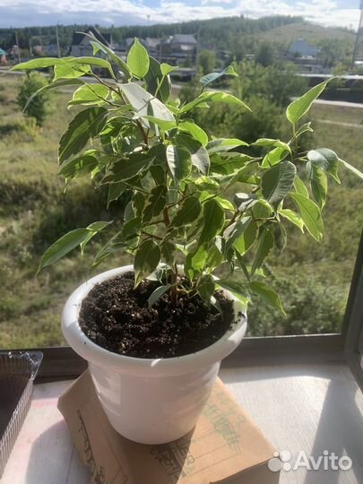 Фикус бенджамина кинки