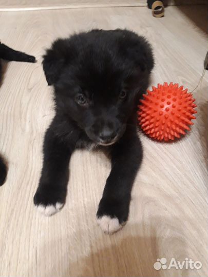 Два крепыша