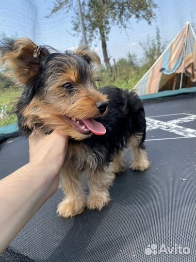 Йоркширский терьер