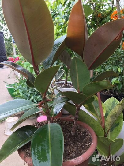 Фикус эластика — классика