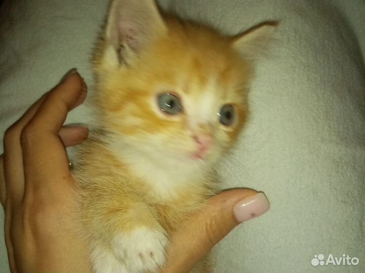 Котята в добрые руки бесплатно