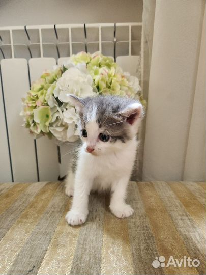 Котятки с анализами в дар