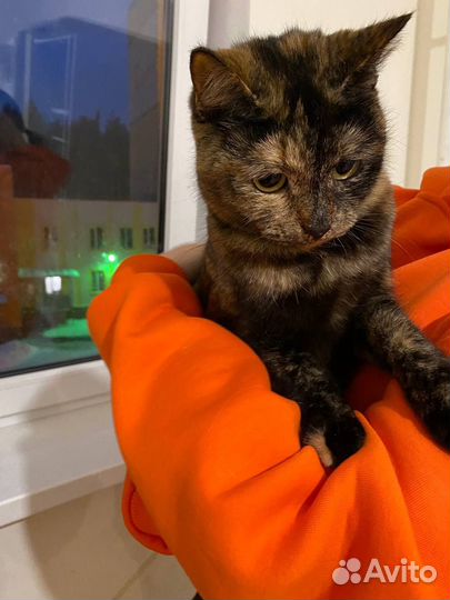 Коты в добрые руки
