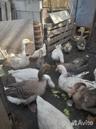 Гусь домашний мясо