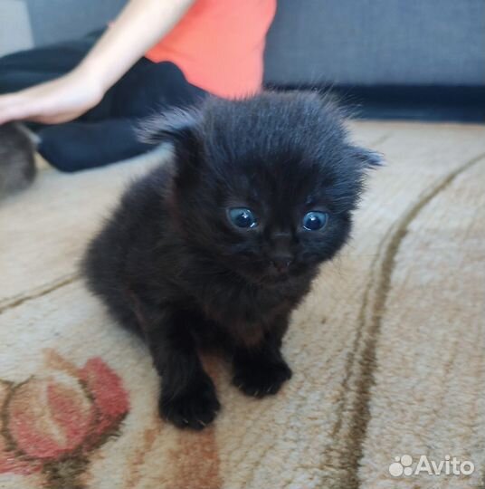Кошка в дар бесплатно