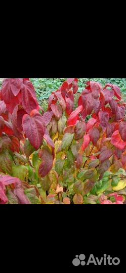 Спирея японская Фаерлайт Макрофила, пузыреплодник