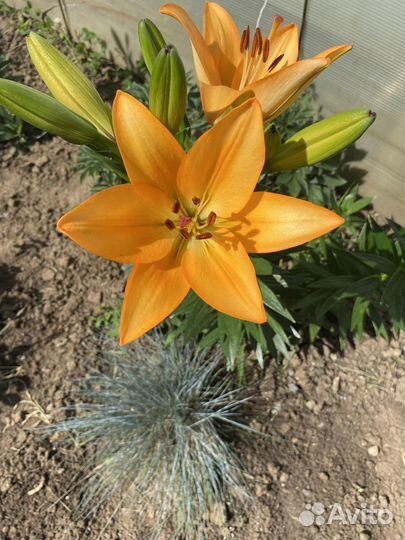 Луковицы лилии