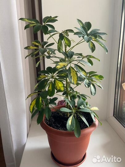 Комнатные цветы шефлера