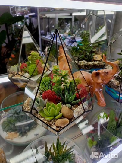 Флорариум, суккуленты