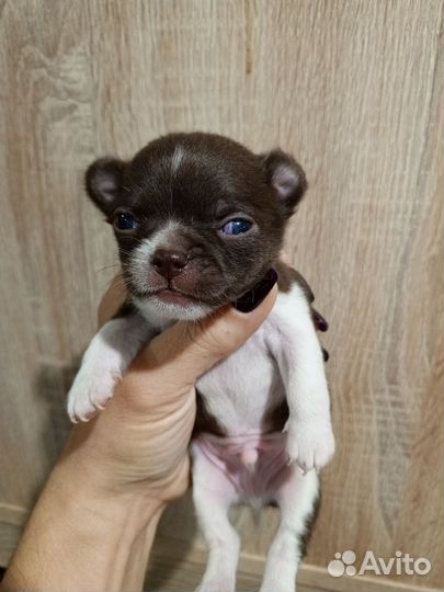 Чихуахуа шоколадный